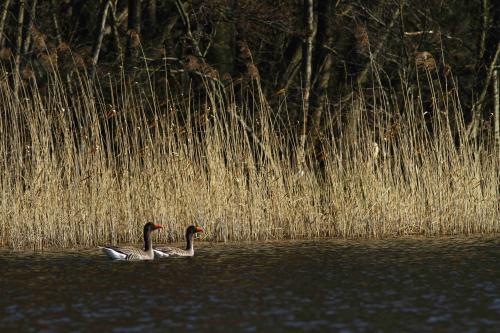 Graugänse im Kleinen See