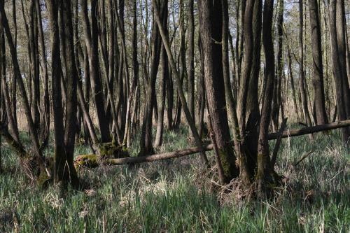 Erlenbruchwald