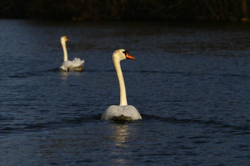 Höckerschwan