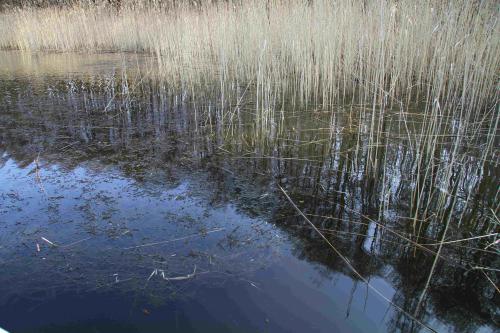 Krautige Pflanzen stören Lichtdurchfluss