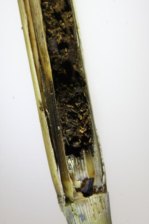 Parasitenkot