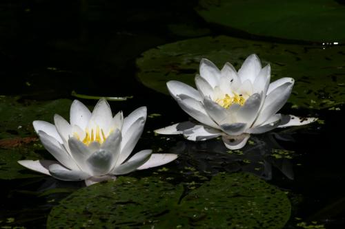 Seerosenblüten und zerfressene Blätter