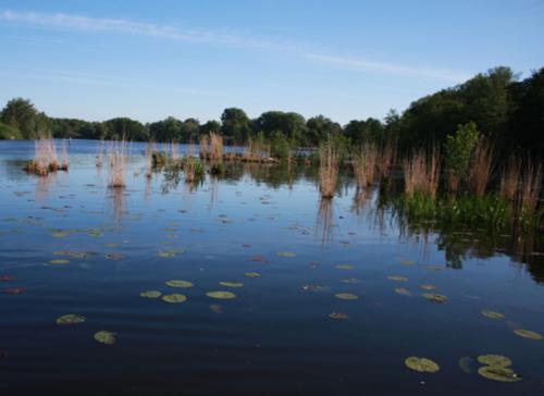 Eichholz Juni 2010
