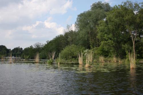 Eichholz Juni 2012