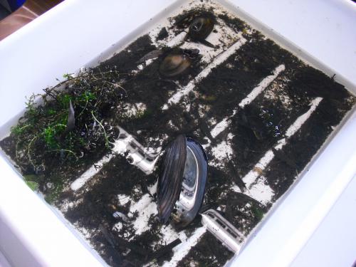 Makrofaunaprobe