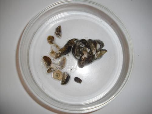 Petrischale mit Muscheln