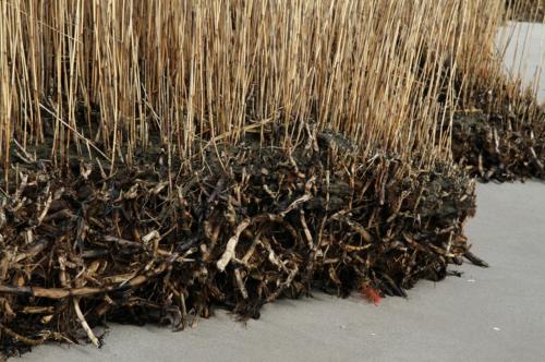 vegetative Fortpflanzung