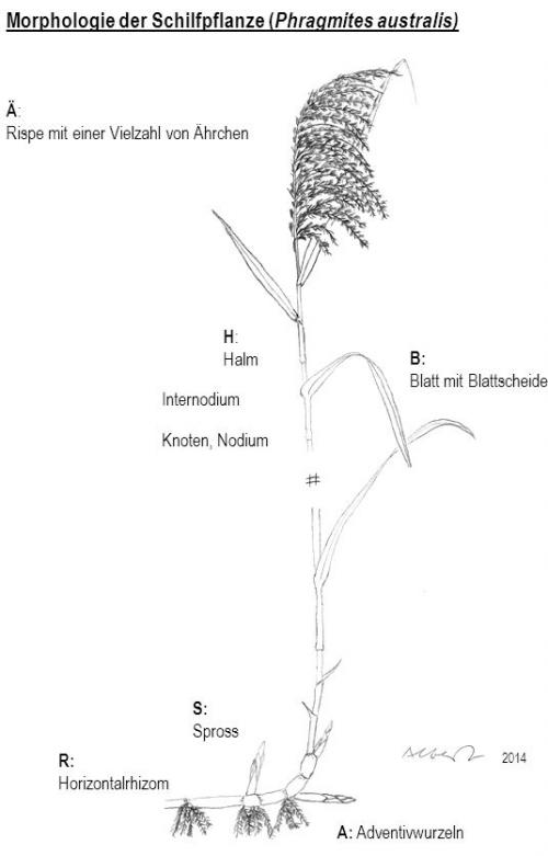 Morphologie der Schilfpflanze
