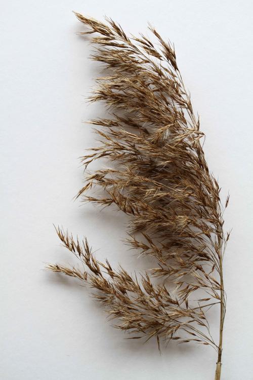 Phragmites australis