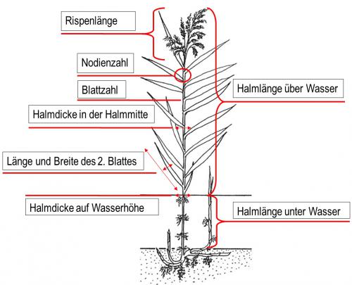 Schilfvermessung