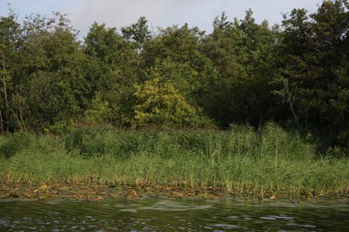 Uferzonierung Kleiner See 2009 (Aufnahme R. Albert) 
