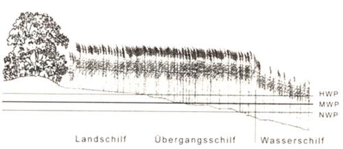 Zonierung eines Schilfbestandes