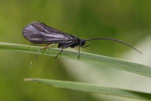 Köcherfliege