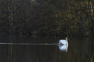 Schwan