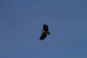 Seeadler