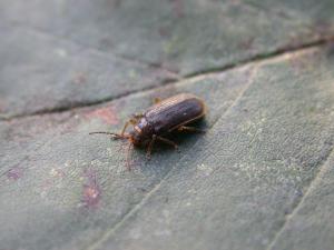 Seerosenblattkäfer